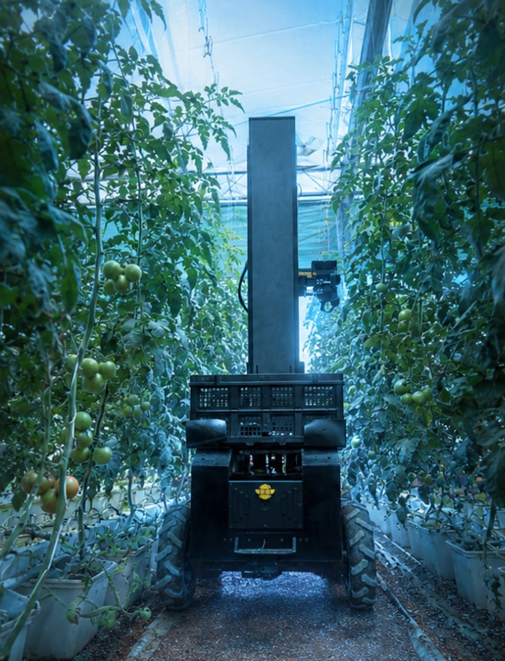 Bennu in a tomato greenhouse